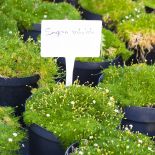 Karmnik ościsty to ciekawa alternatywa dla zwykłego trawnika.