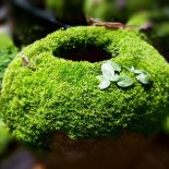 Karmnik ościsty nadaje się do tworzenia dekoracji, ponieważ rośnie bardzo gęsto.