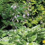 Ogród w angielskim stylu