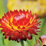 Nieśmiertelnik rośliny trwałe ale jednorczne. Wysiewane w maju, kiedy miną przymrozki.