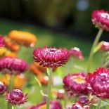 Nieśmiertelnik rośliny trwałe ale jednorczne. Wysiewane w maju, kiedy miną przymrozki.