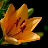 Baza roślin – rośliny doniczkowe