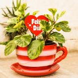 Baza roślin – rośliny doniczkowe