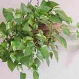 Kwiaty wiszące to popularna dekoracja w polskich domach.