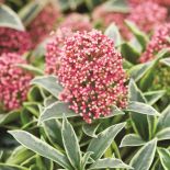 SKIMIA JAPOŃSKA. Rośliny zimozielone - które sadzić w ogrodzie?