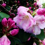 Rododendron – krzew pełen kwiatów