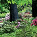 Różaneczniki lubią cień, dlatego świetnie rosną w pobliżu dużych drzew- sosen, klonów, buków, tulipanowców.