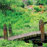 Różaneczniki nie znoszą gołej ziemi, więc dookoła sadzimy bodziszki, paprocie, funkie.