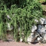 Rozmaryn na skalniaku. Rozmaryn - morska rosa