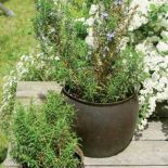 Rozmaryn w donicy. Rozmaryn - morska rosa