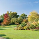 Różowe dalie to jedyne kwiaty w ogrodzie. Towarzyszy im ozdobna trawa ostnica olbrzymia.