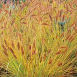 Rozplenica japońska Little Bunny. Jesień kolorowych traw