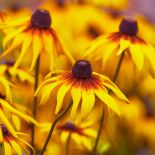 odmiany rudbekii oraz uprawa w ogrodzie