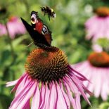 Rusałka pawik na jeżówce purpurowej. Czym pachnie lato