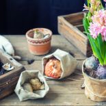 sadzenie wiosennych kwiatów