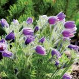 sasanka na skalniaku