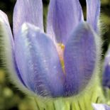 sasanka zwyczajna rośliny ogrodowe na skalniak