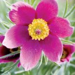 sasanka zwyczajna rośliny ogrodowe