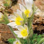 sasanka rośliny na skalniak