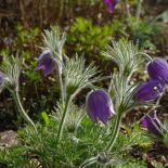 Sasanka zwyczajna – opis, uprawa, kwiaty