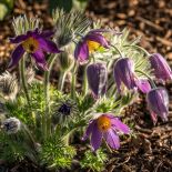 Przekwitająca sasanka zwyczajna. Sasanka zwyczajna – opis, uprawa, kwiaty