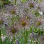 Sasanka zwyczajna – opis, uprawa, kwiaty