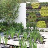 Ściana z ziół. Ogród na ścianie