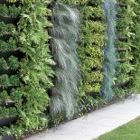 Ścienny wodospad stworzymy ze srebrzystych traw (Festuca glauca) lub turzyc (Carex comans Amazon mist ) oraz