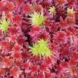 Torfowiec magellański. Ogród z mchu i paproci