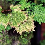 Niekropień wdzięczny. Ogród z mchu i paproci