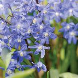 Śnieżnik - choć malutki, nic nie robi sobie z chłodu, więcej – bez niego za żadne skarby nie zakwitnie.