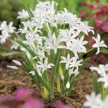 Śnieżnik - choć malutki, nic nie robi sobie z chłodu, więcej – bez niego za żadne skarby nie zakwitnie.