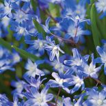 Śnieżnik - choć malutki, nic nie robi sobie z chłodu, więcej – bez niego za żadne skarby nie zakwitnie.