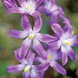 Śnieżnik - choć malutki, nic nie robi sobie z chłodu, więcej – bez niego za żadne skarby nie zakwitnie.