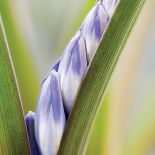 Śnieżnik - choć malutki, nic nie robi sobie z chłodu, więcej – bez niego za żadne skarby nie zakwitnie.