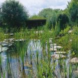 Spacer między trzcinami umożliwiają kamienie.