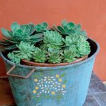 Stara blaszana miska - wystarczyło ją pomalować, żeby zmienila się w dekoracyjnę osłone na donicę.