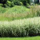 Staw bez wody - w zagłębieniu zasadzili wysokie trawy: miskanta olbrzymiego i trzymetrowe pałki.