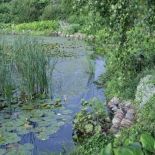Staw tonie w kwiatach. Na środku są grążele i nenufary, na brzegu sitowie i tatarak, wokół kosaćce, kolorowe bergenie,