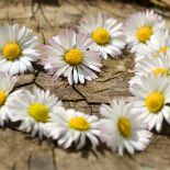 Stokrotka – królowa polskich łąk