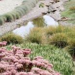 Strumień na wrzosowisku. Wrzosowisko na tarasach