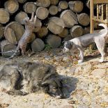 Suczka fobia wśród wyrzeźbionych przyjaciół