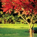 Sumak octowiec jesienią. Sumak – jesienna ślicznotka