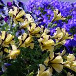 Surfinia – kwiat japońskiej inżynierii genetycznej