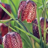 Szachownica kostkowata wiosenne kwiaty w ogrodzie