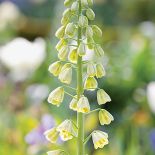 Szachownica - roślina do ogrodu