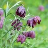 Szachownica - roślina do ogrodu