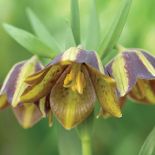 Szachownica - roślina do ogrodu