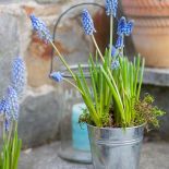 Szafirek kwiaty dekoracje