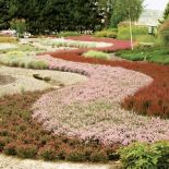 Szeroka rzeka z kilku odmian wrzosów. Towarzyszą jej brzoza,sosny i trawy ozdobne. Pod białym pniem kwinące wiosną wrzośce.